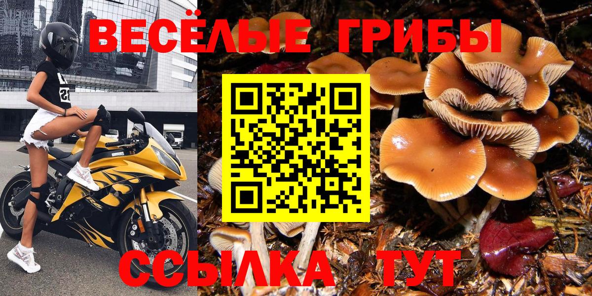 магазин продажи   Вход с VPN  Галлюциногенные грибы Psilocybe  Евпатория  Галлюциногенные грибы прущие грибы 